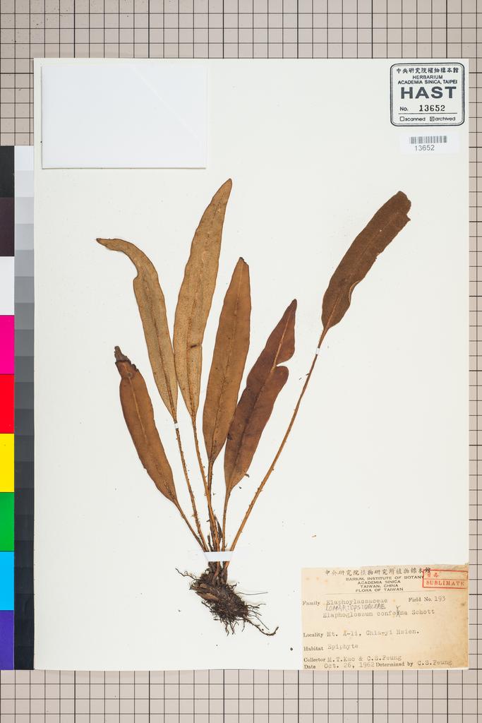 <Unit #96479 Kao, Muh-Tsuen | 高木村 | 193:: | Elaphoglossum conforme (Sw.) Schott>