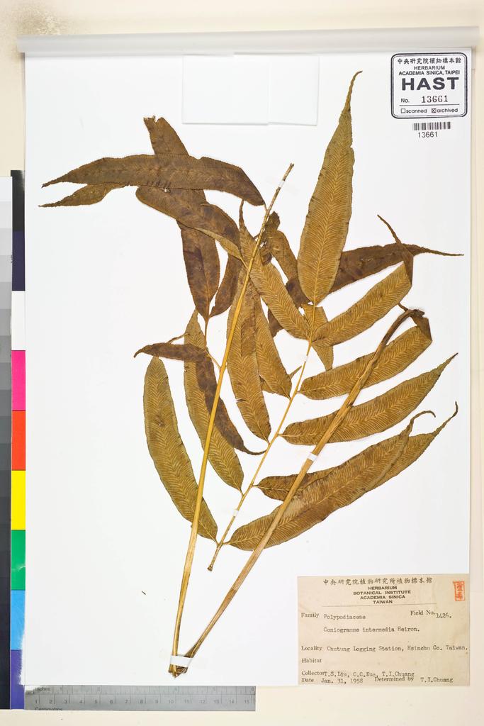 <Unit #81368 Liu, T. S. |  | 1426:: | Coniogramme intermedia Heiron.>
