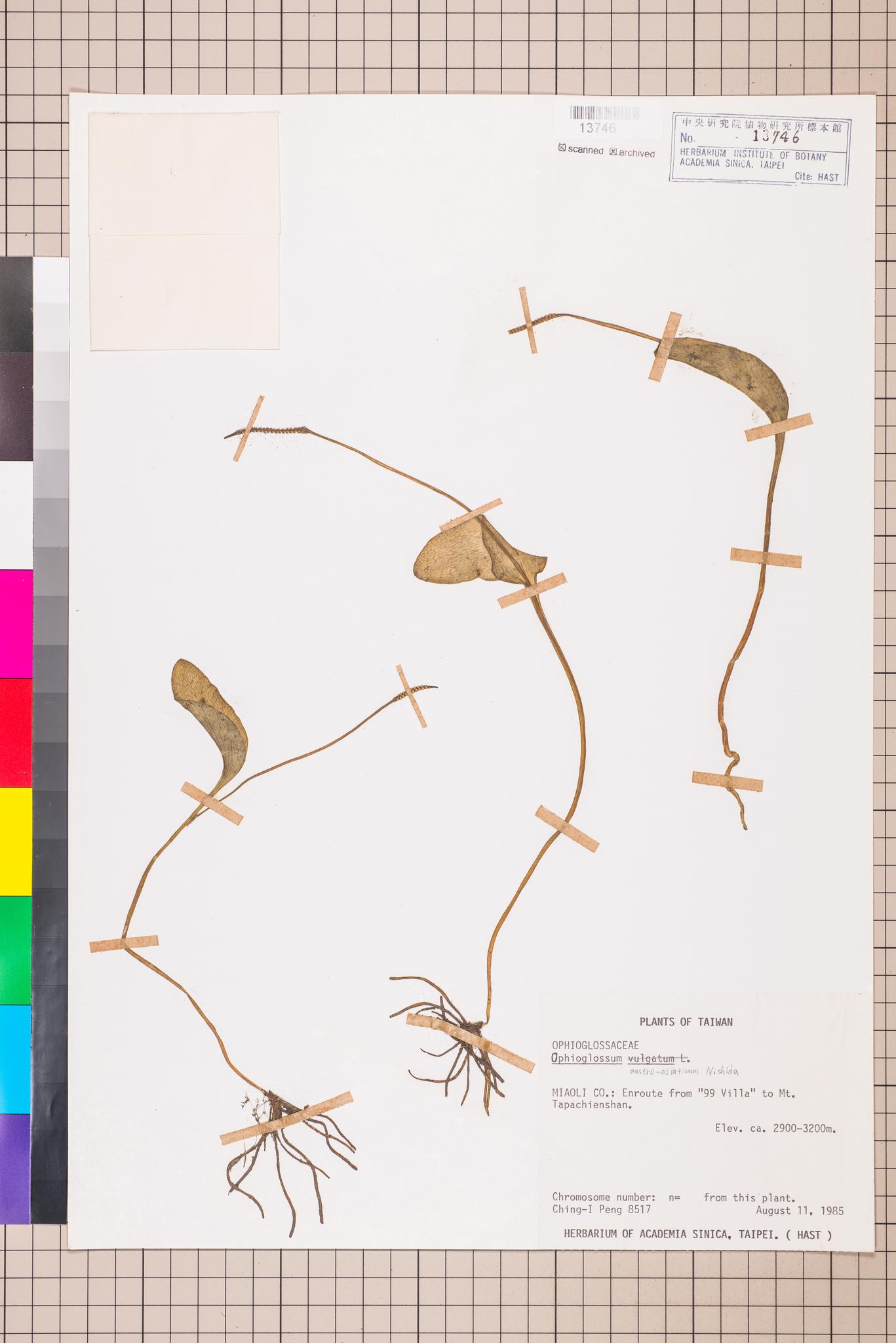 Sample image for viewer