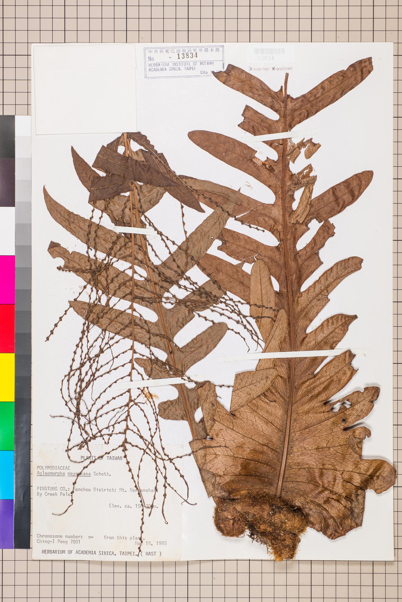 Sample image for viewer