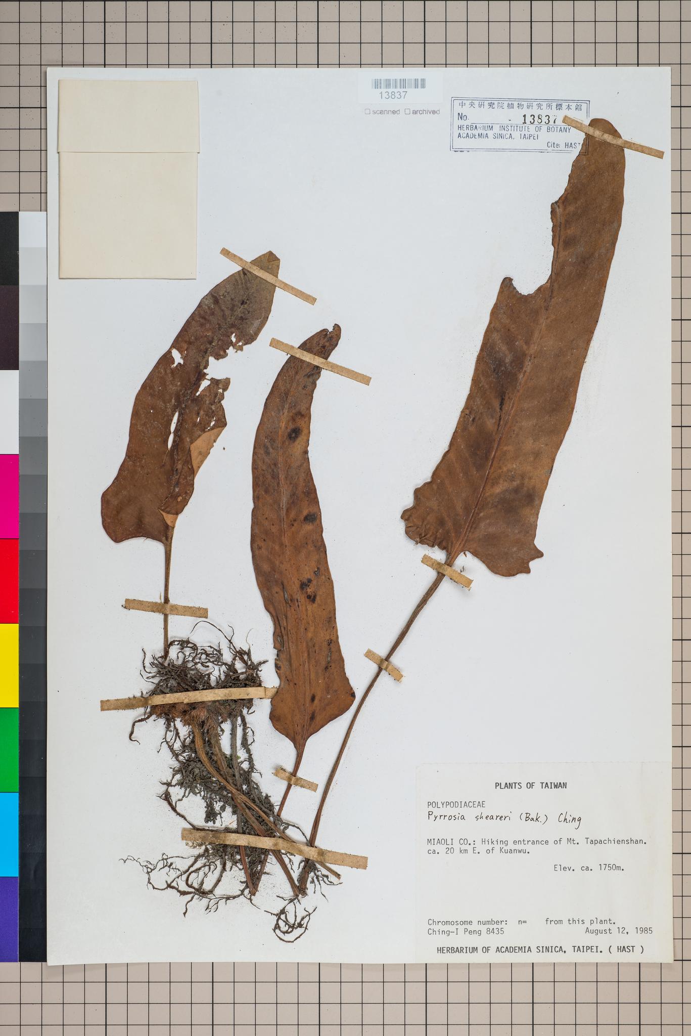 Sample image for viewer