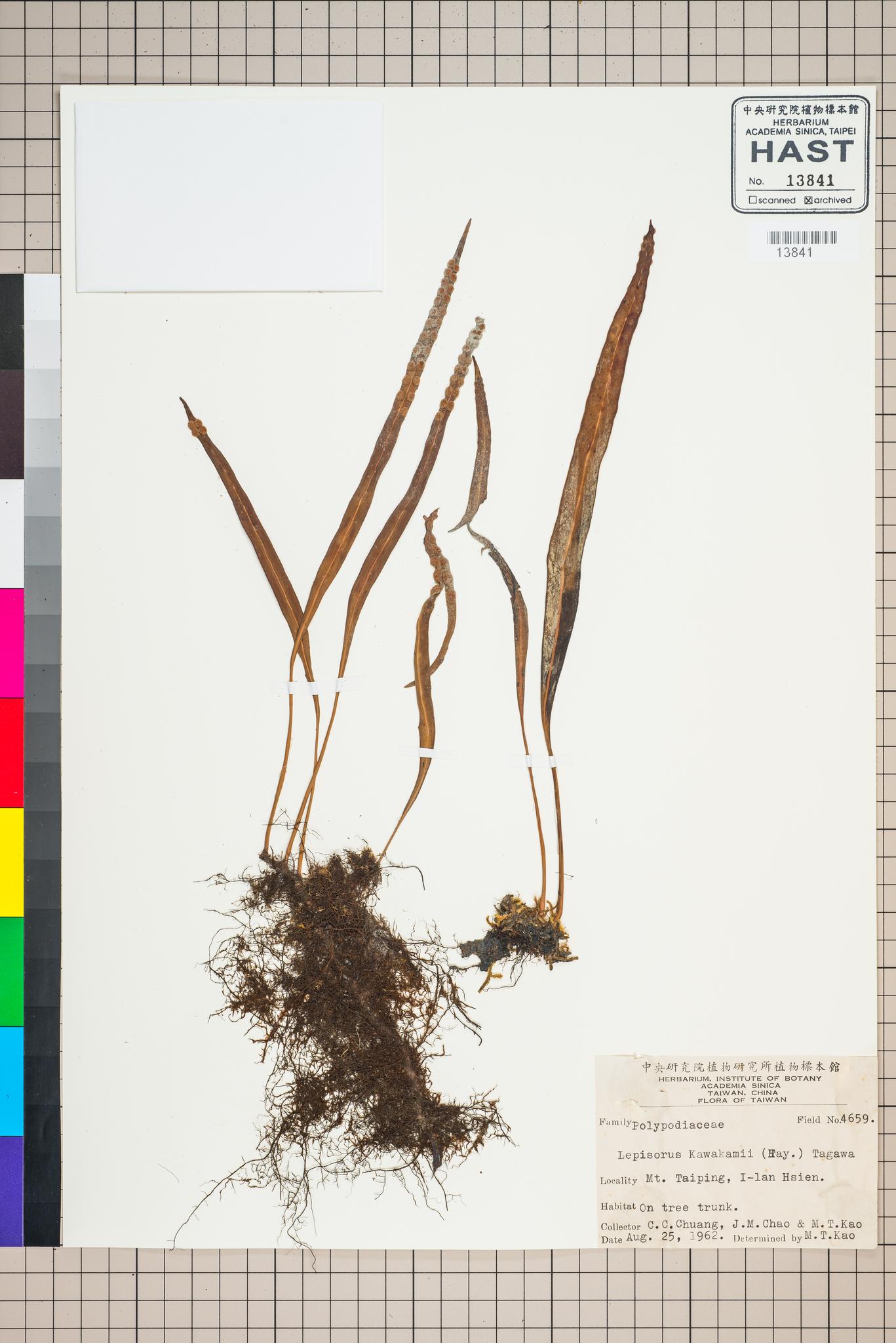 Sample image for viewer