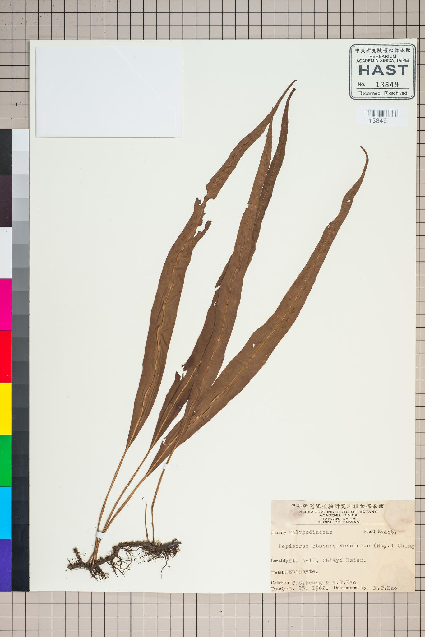 Sample image for viewer