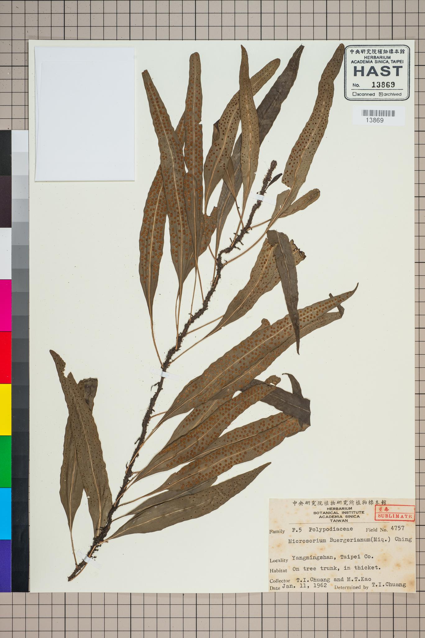 Sample image for viewer