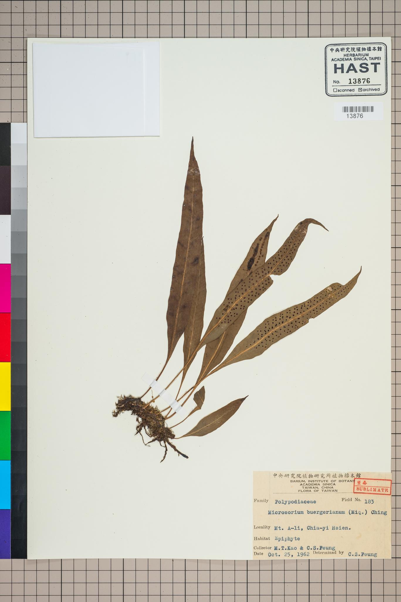 Sample image for viewer