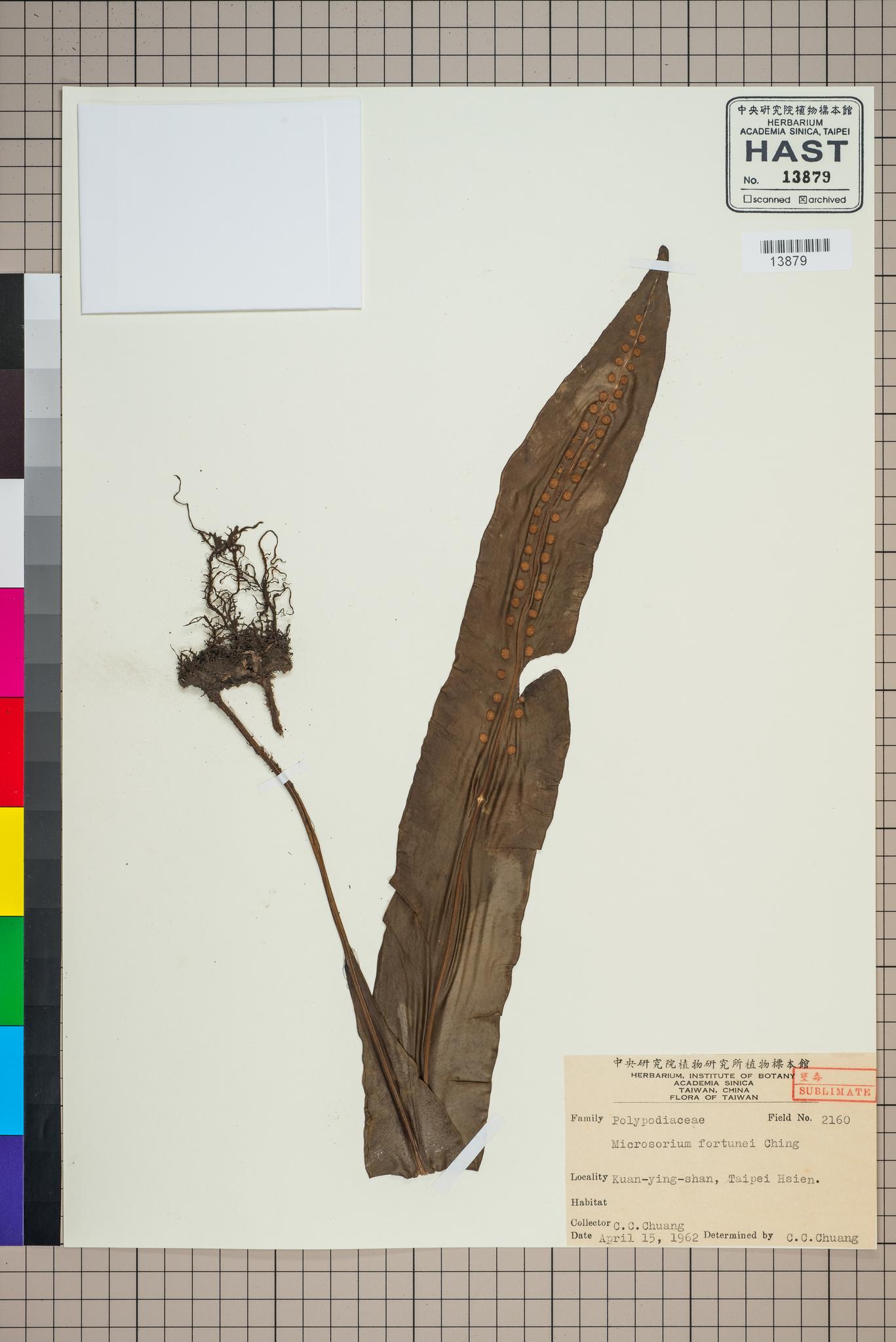 Sample image for viewer