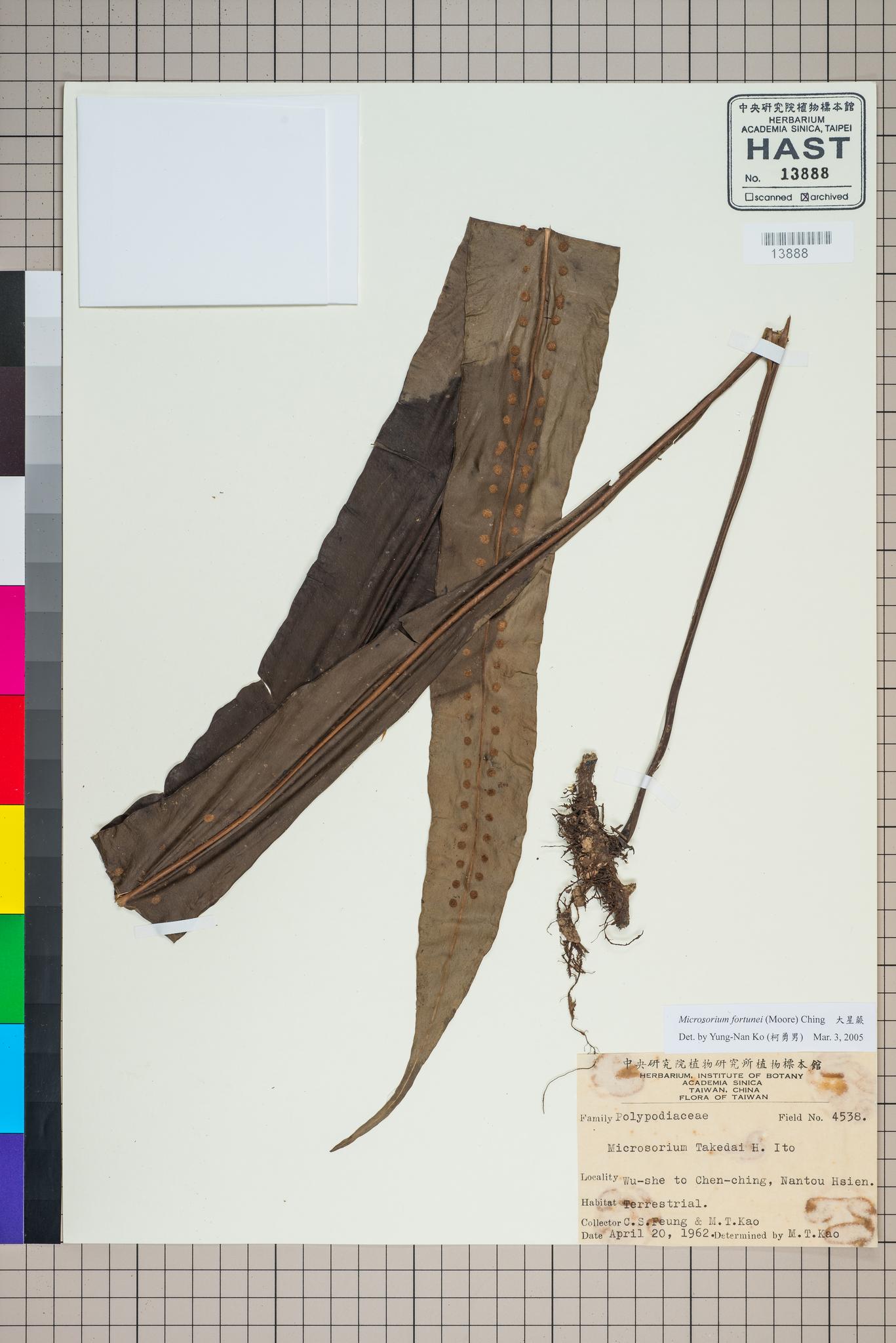 Sample image for viewer