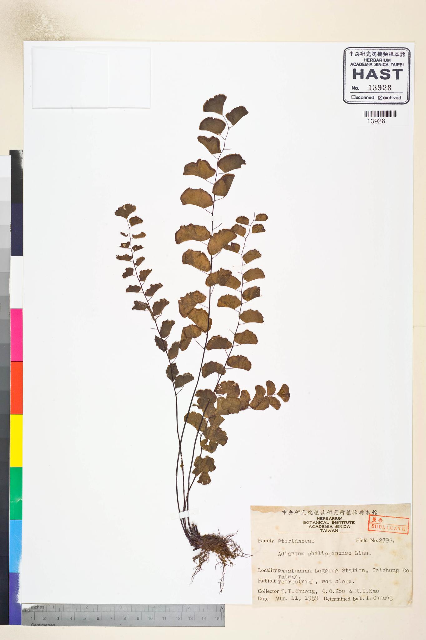 Sample image for viewer