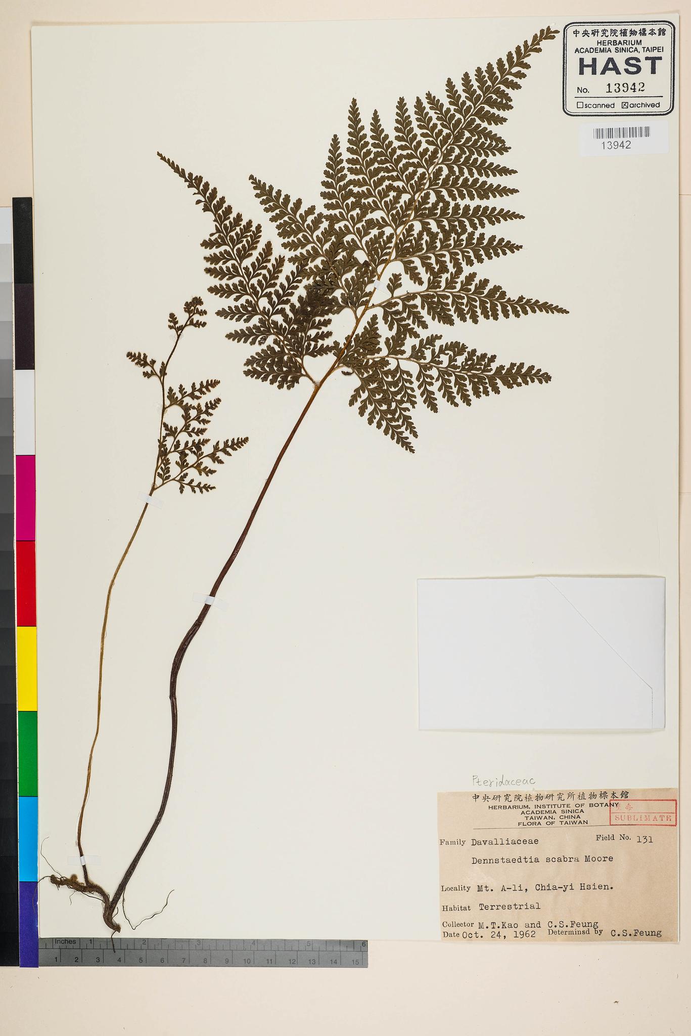 Sample image for viewer