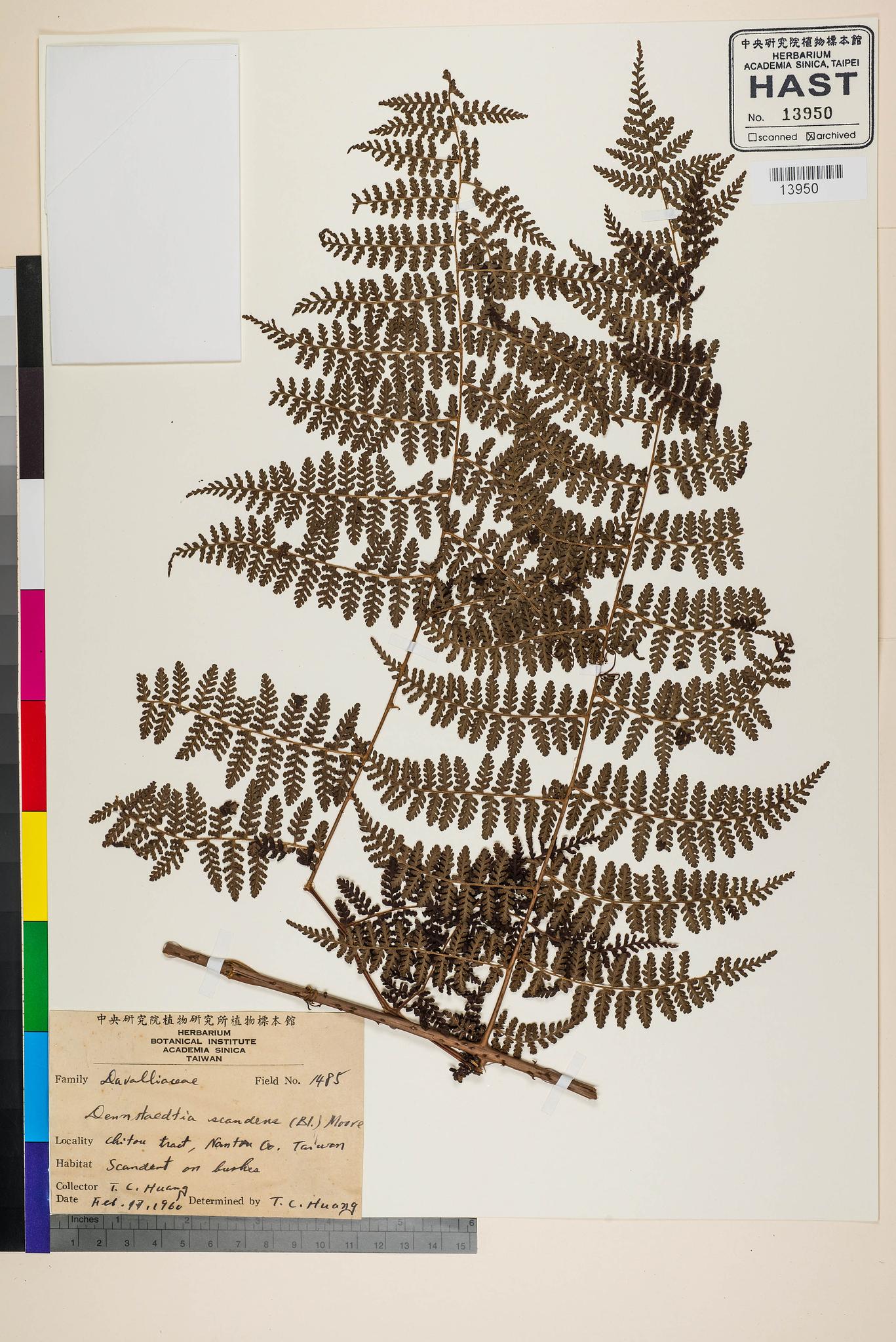 Sample image for viewer