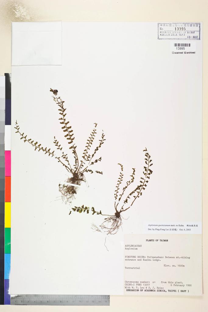 <Unit #23112 Peng, Ching-I | 彭鏡毅 | 13257:: | Asplenium gueinzianum mett. ex Kuhn.>