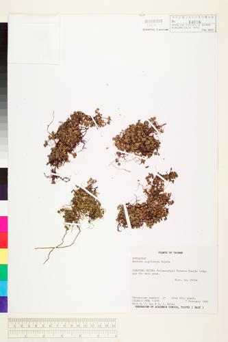 Nertera nigricarpa Hayata