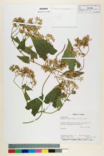 Mikania cordata (Burm. f.) B. L. Rob.