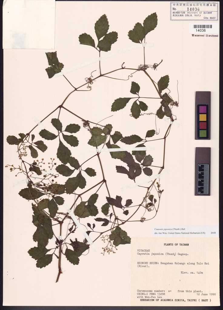 <Unit #26937 Peng, Ching-I | 彭鏡毅 | 13298:: | Causonis japonica (Thunb.) Raf.>