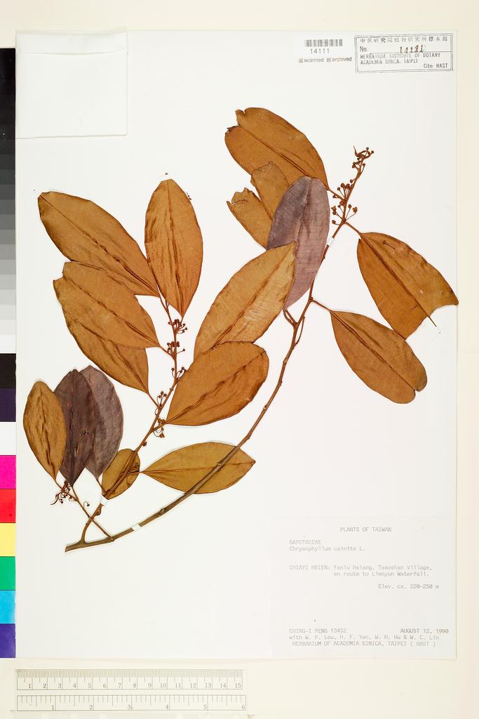 <Unit #20612 Peng, Ching-I | 彭鏡毅 | 13452:: | Chrysophyllum cainito L.>