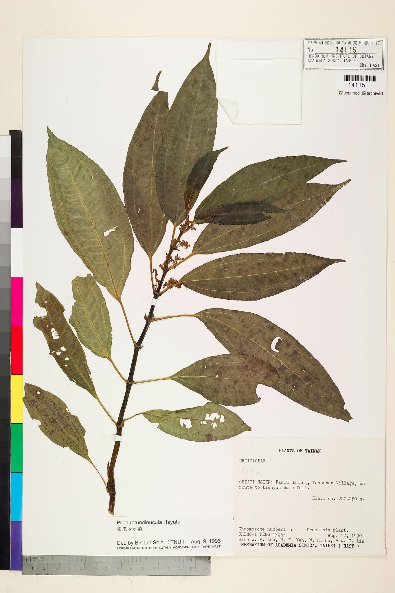 Sample image for viewer