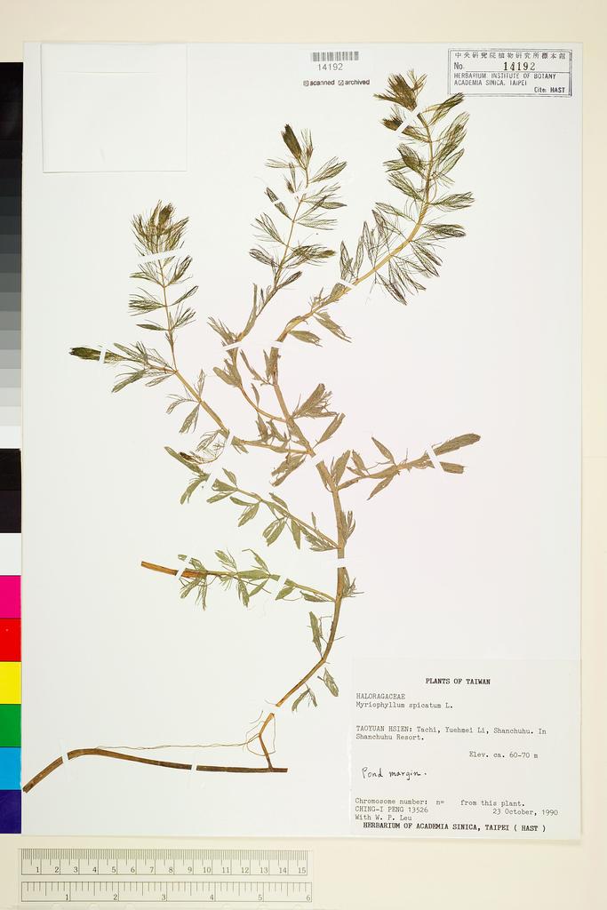 <Unit #26337 Peng, Ching-I | 彭鏡毅 | 13526:: | Myriophyllum spicatum L.>