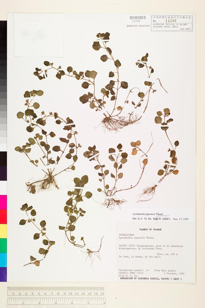 <Unit #26901 Peng, Ching-I | 彭鏡毅 | 13512:: | Lysimachia japonica Thunb.>