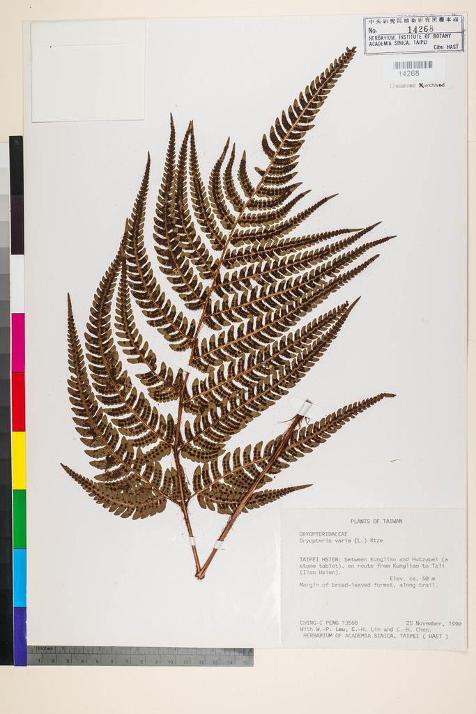 <Unit #23588 Peng, Ching-I | 彭鏡毅 | 13568:: | Dryopteris varia (L.) Kuntze>