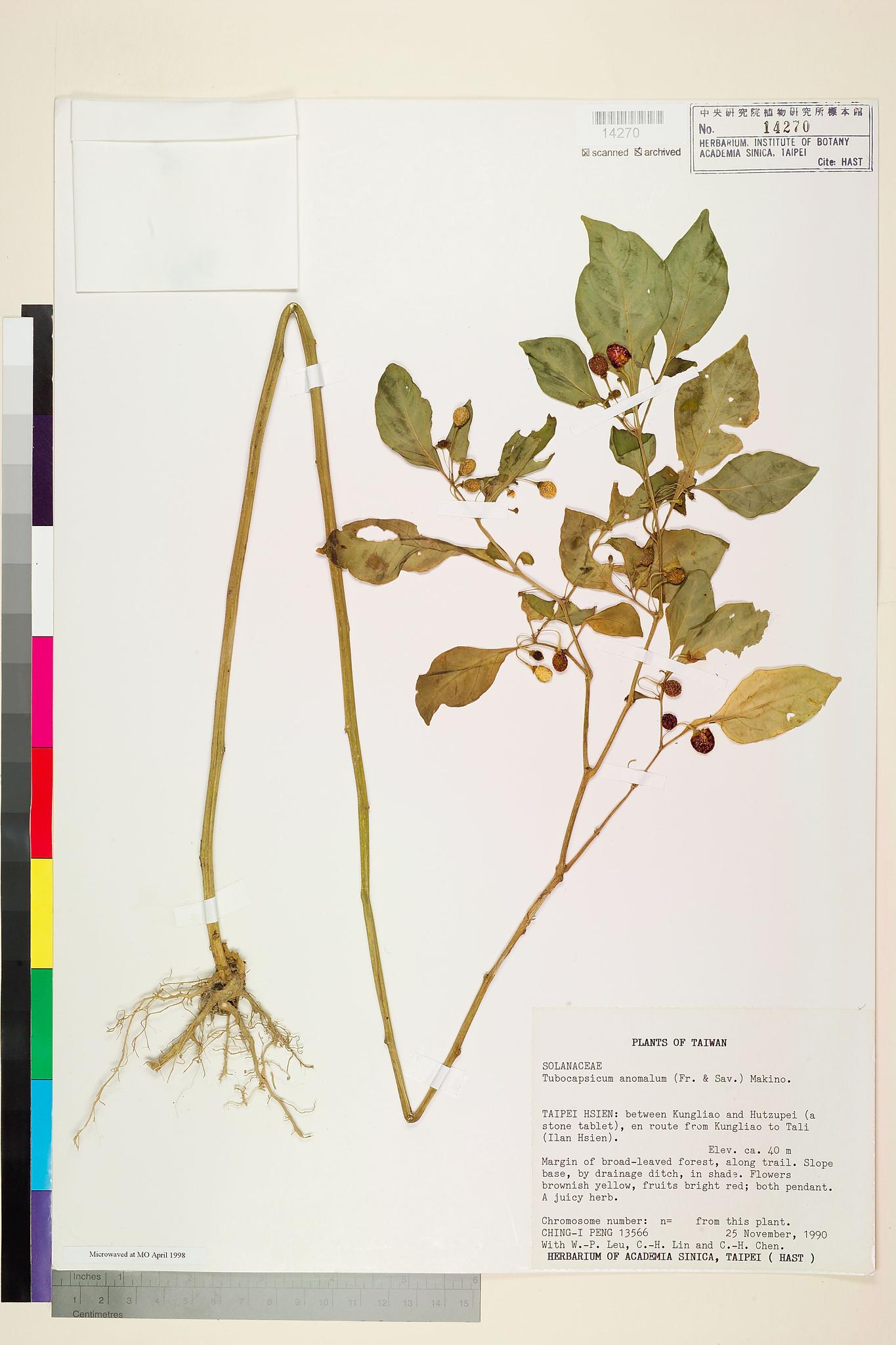Specimen image