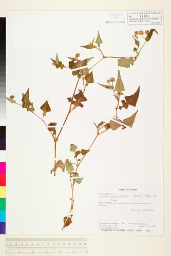 Polygonum runcinatum Buch.-Ham. ex D. Don