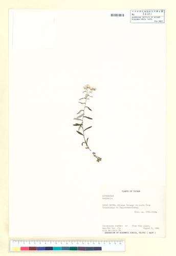 Anaphalis