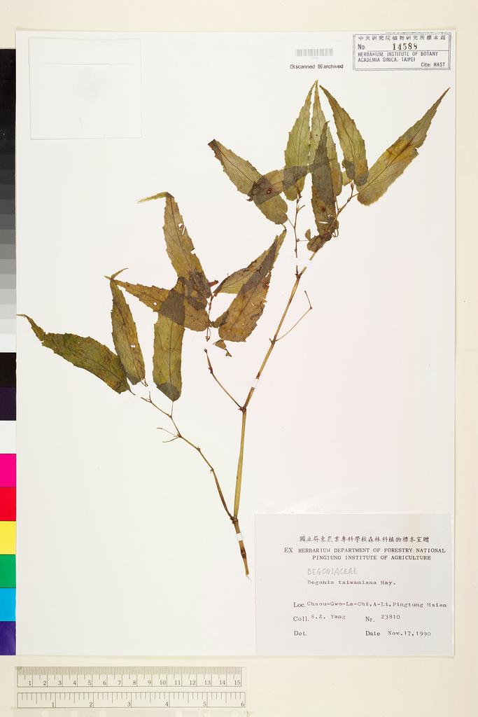<Unit #49703 Yang, Sheng-Zehn | 楊勝任 | 23810:: | Begonia taiwaniana Hayata>