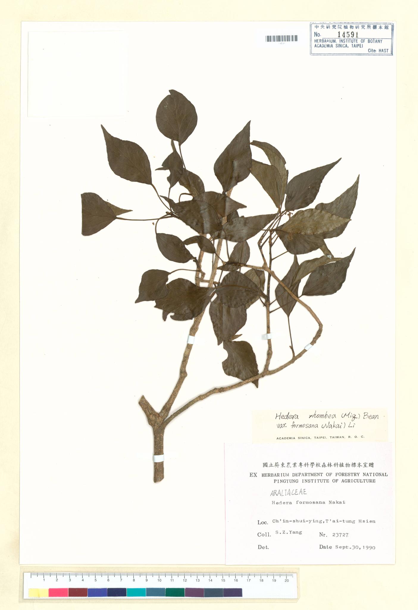 Sample image for viewer