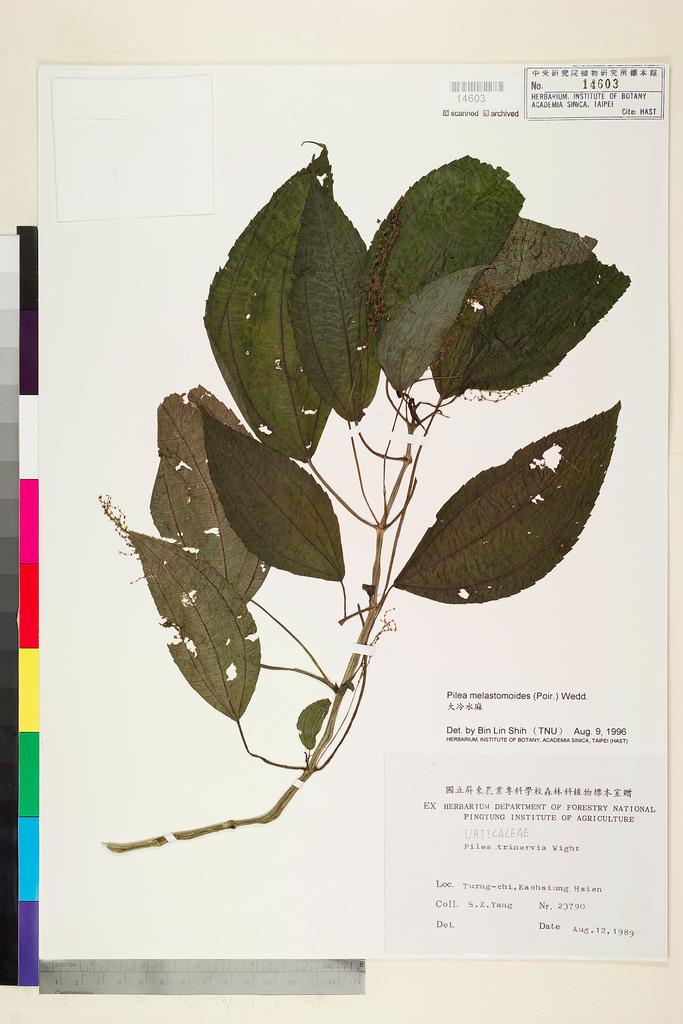 <Unit #78194 Yang, Sheng-Zehn | 楊勝任 | 23790:: | Pilea melastomoides (Poir.) Wedd.>