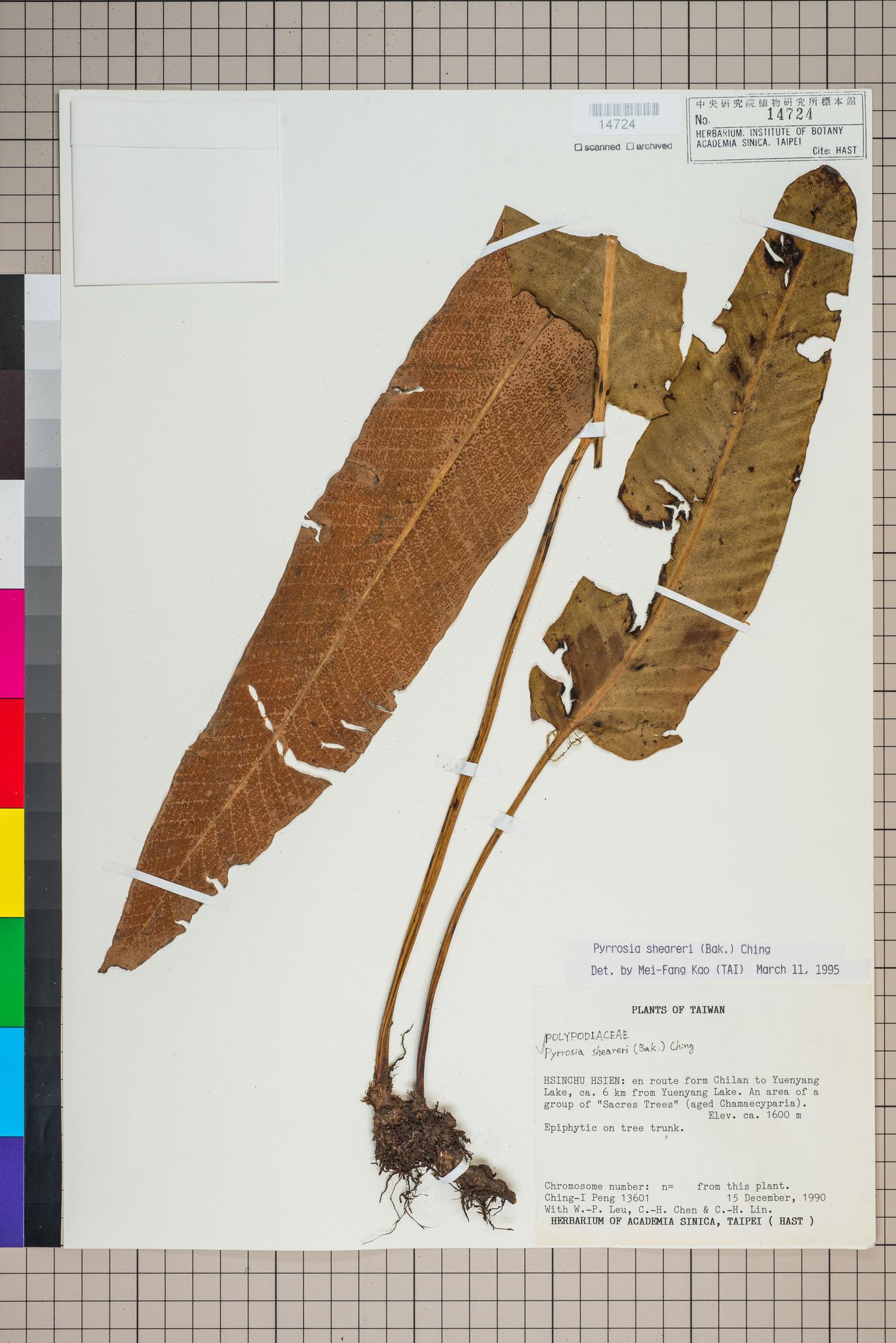 Sample image for viewer