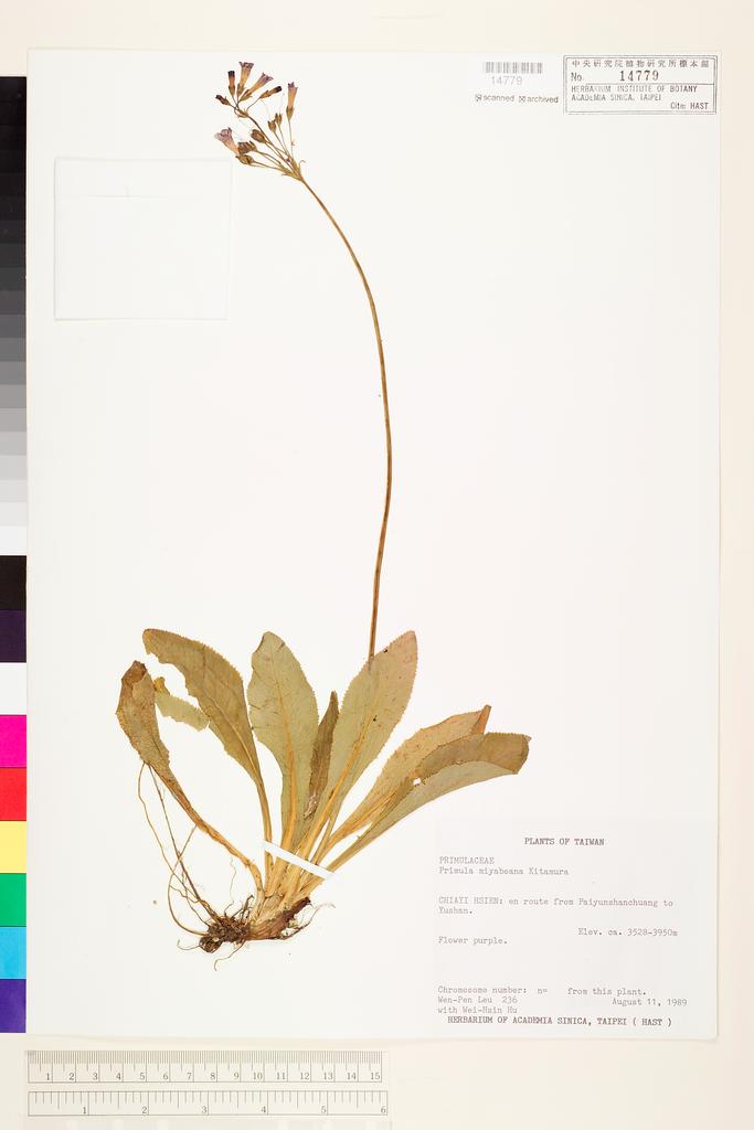 <Unit #12865 Leu, Wen-Pen | 呂文賓 | 236:: | Primula miyabeana Ito & Kawakami>