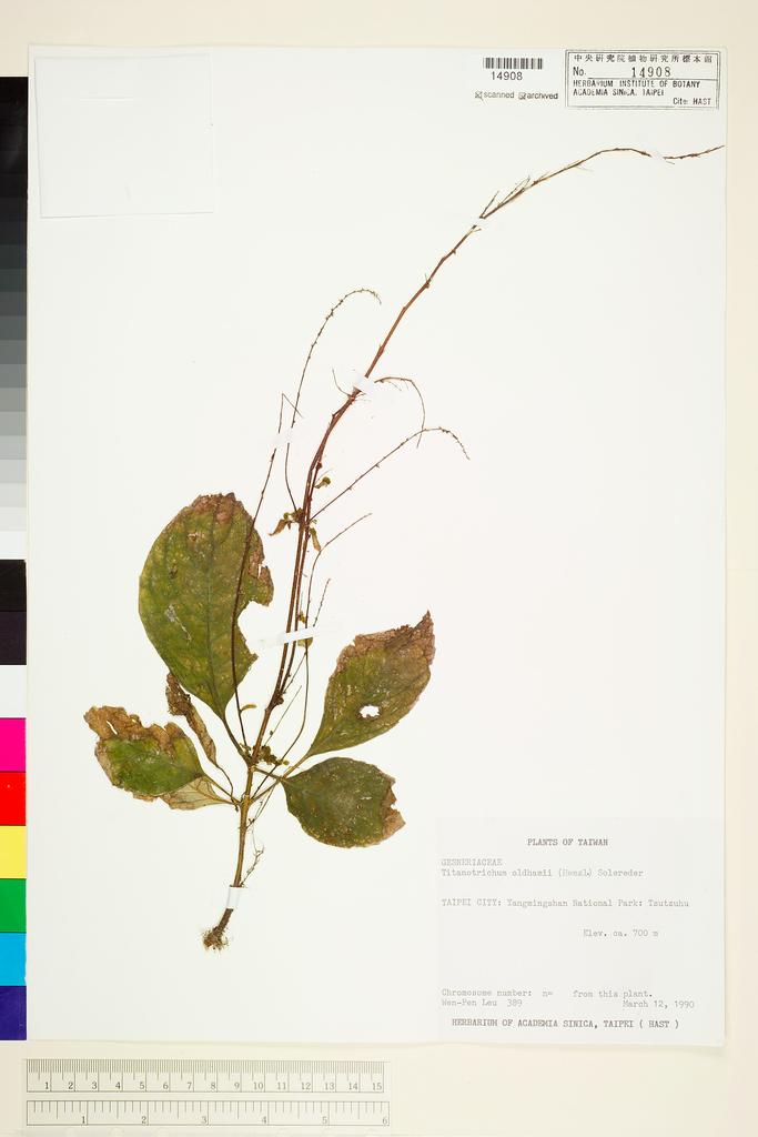 <Unit #11469 Leu, Wen-Pen | 呂文賓 | 389:: | Titanotrichum oldhamii (Hemsl.) Solereder>