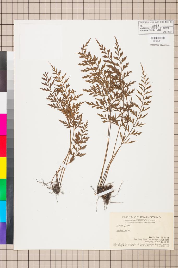 <Unit #128370 Tsang, W. T. |  | 25824:: | Asplenium>