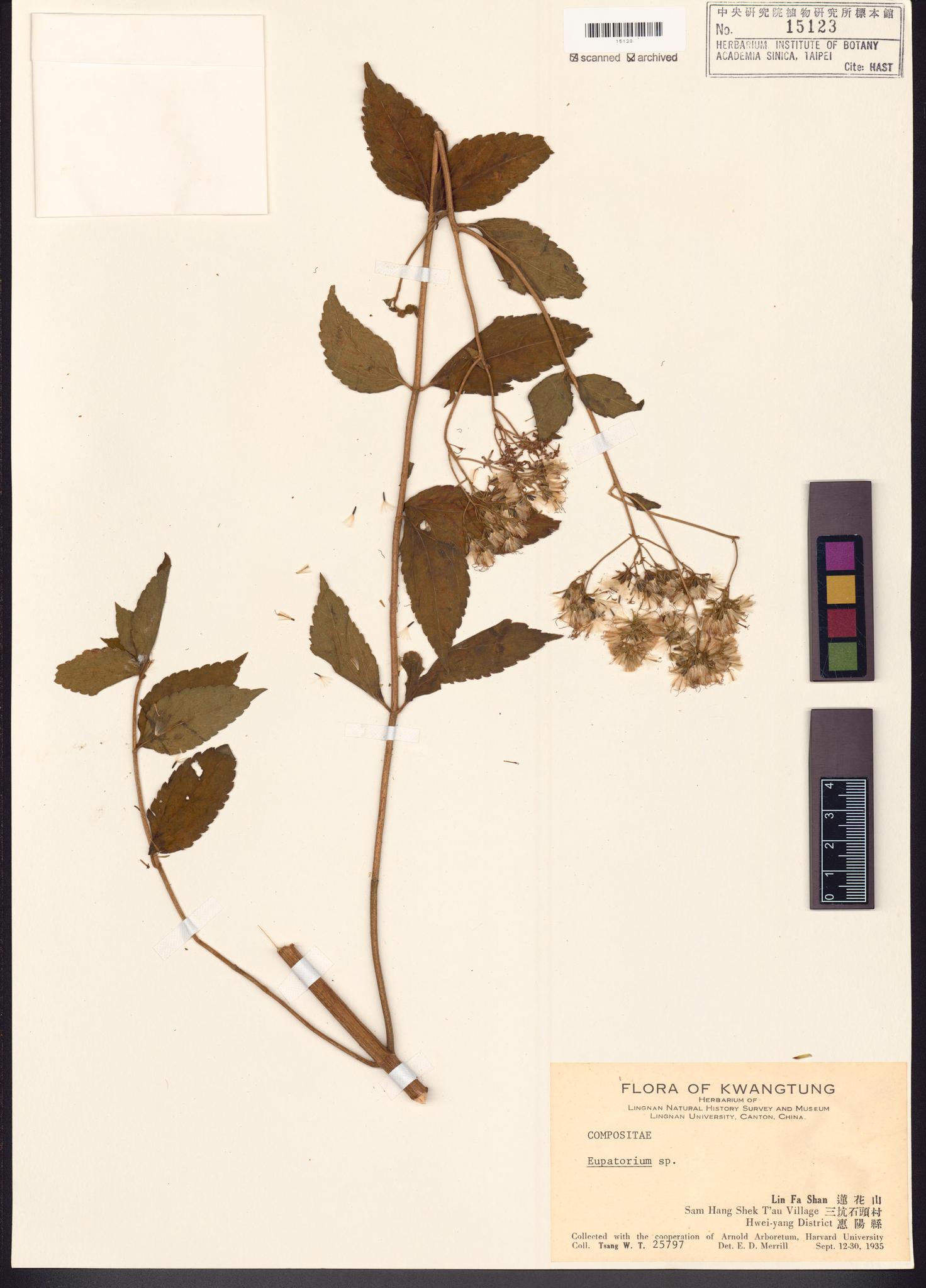 Sample image for viewer