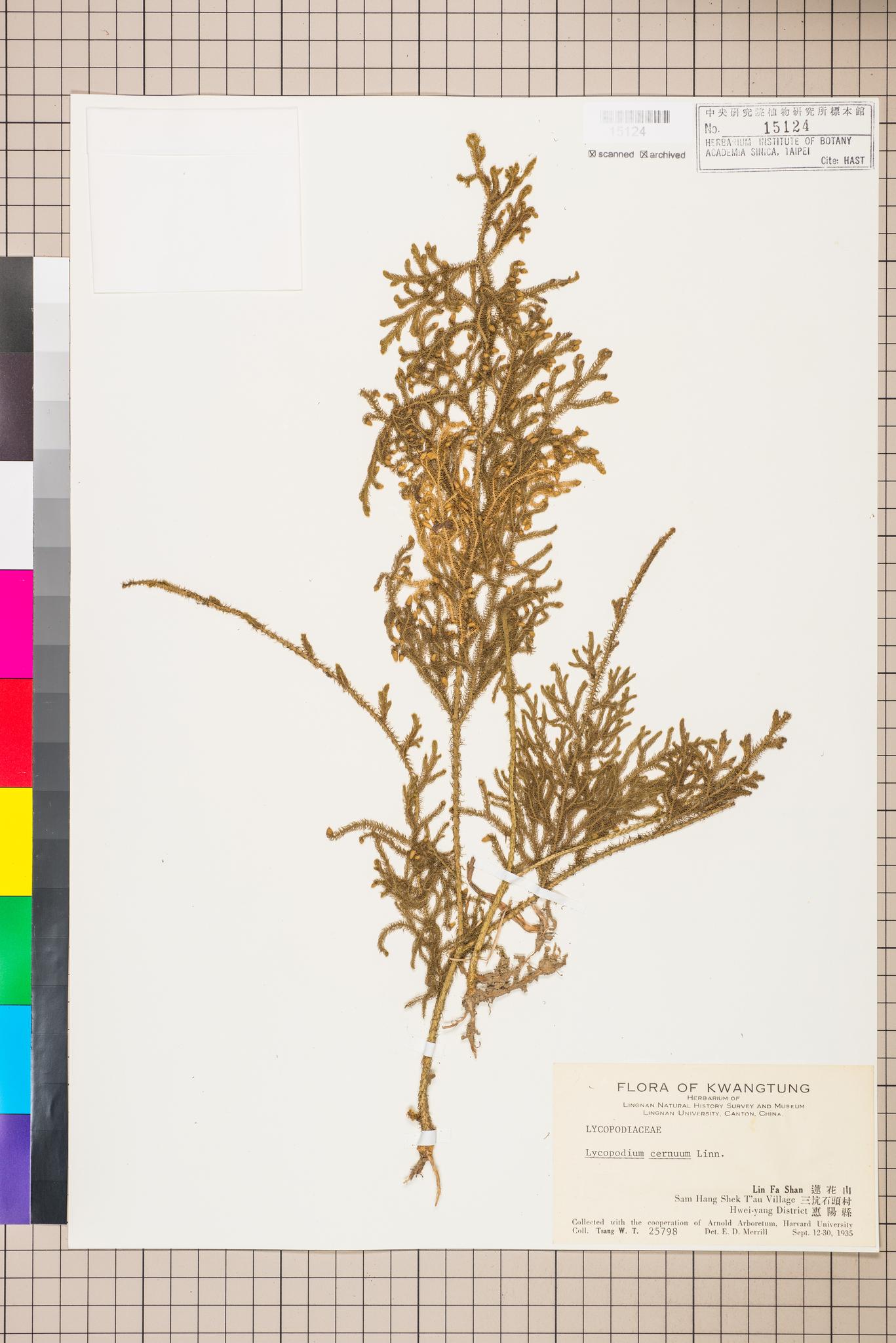 Sample image for viewer