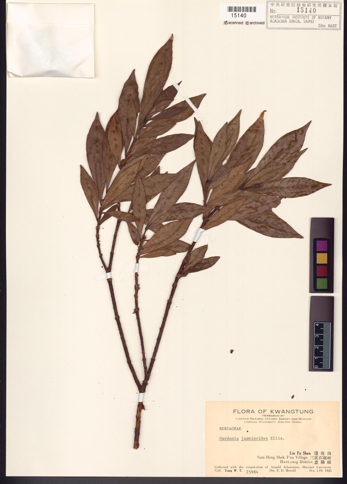 Sample image for viewer