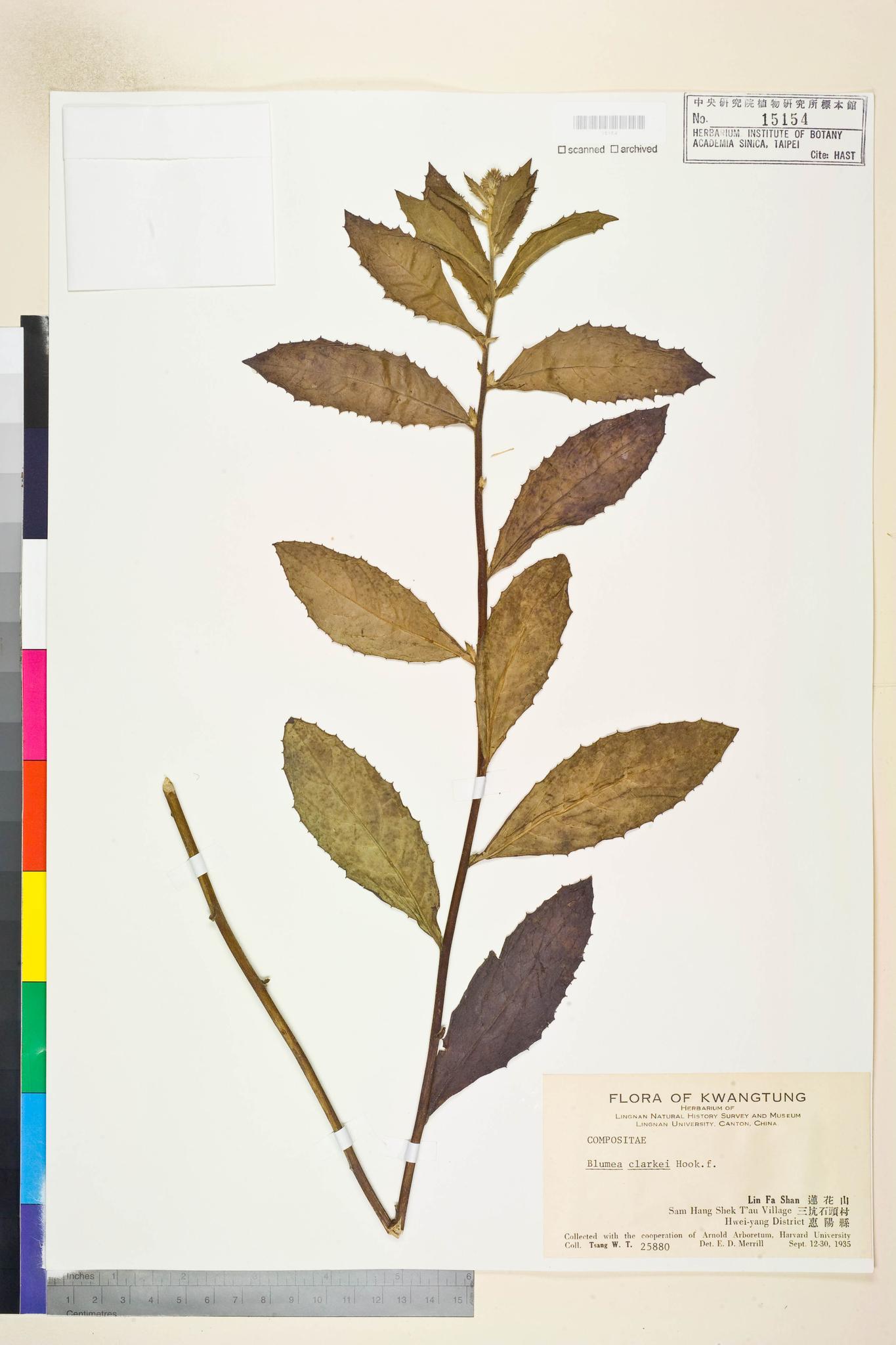 Sample image for viewer