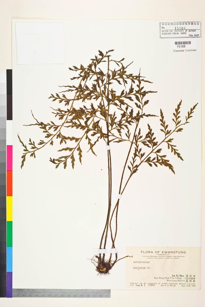 <Unit #128437 Taam, Y.-W. |  | 25804:: | Asplenium>
