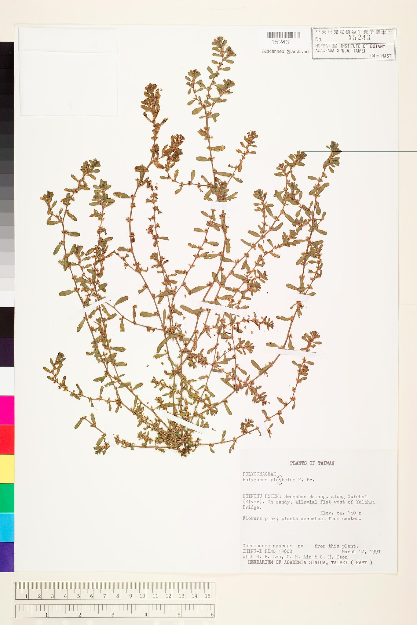 Sample image for viewer