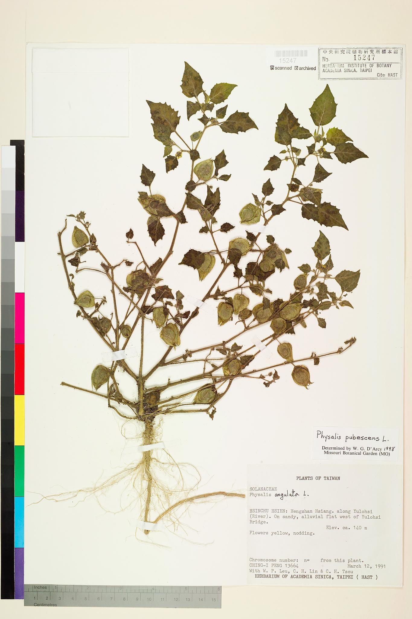 Sample image for viewer