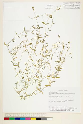 Stellaria alsine Grimm. var. undulata (Thunb.) Ohwi