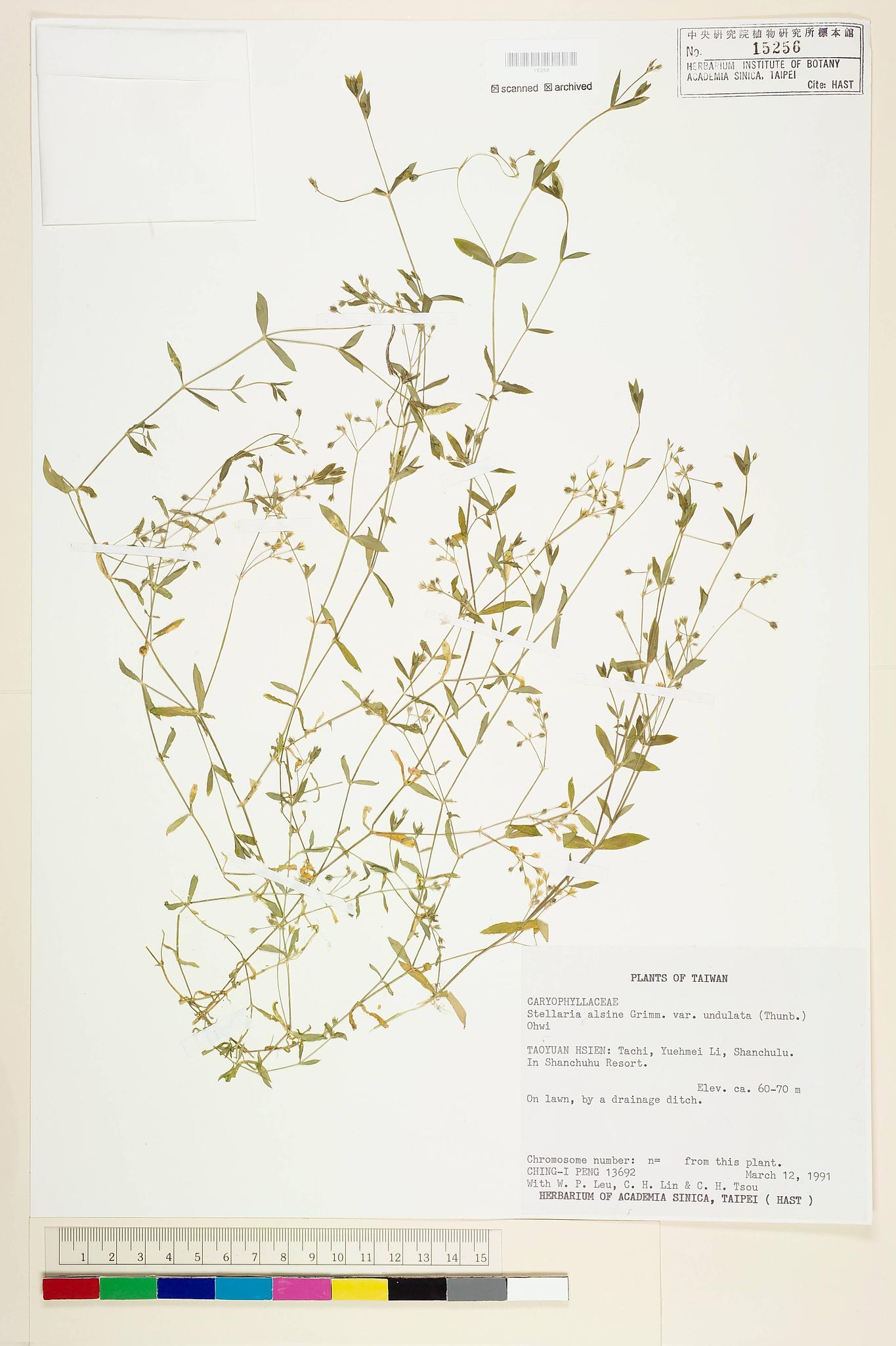 Sample image for viewer