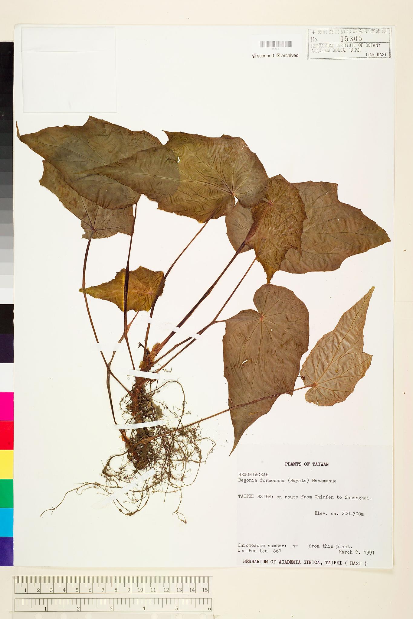 Sample image for viewer