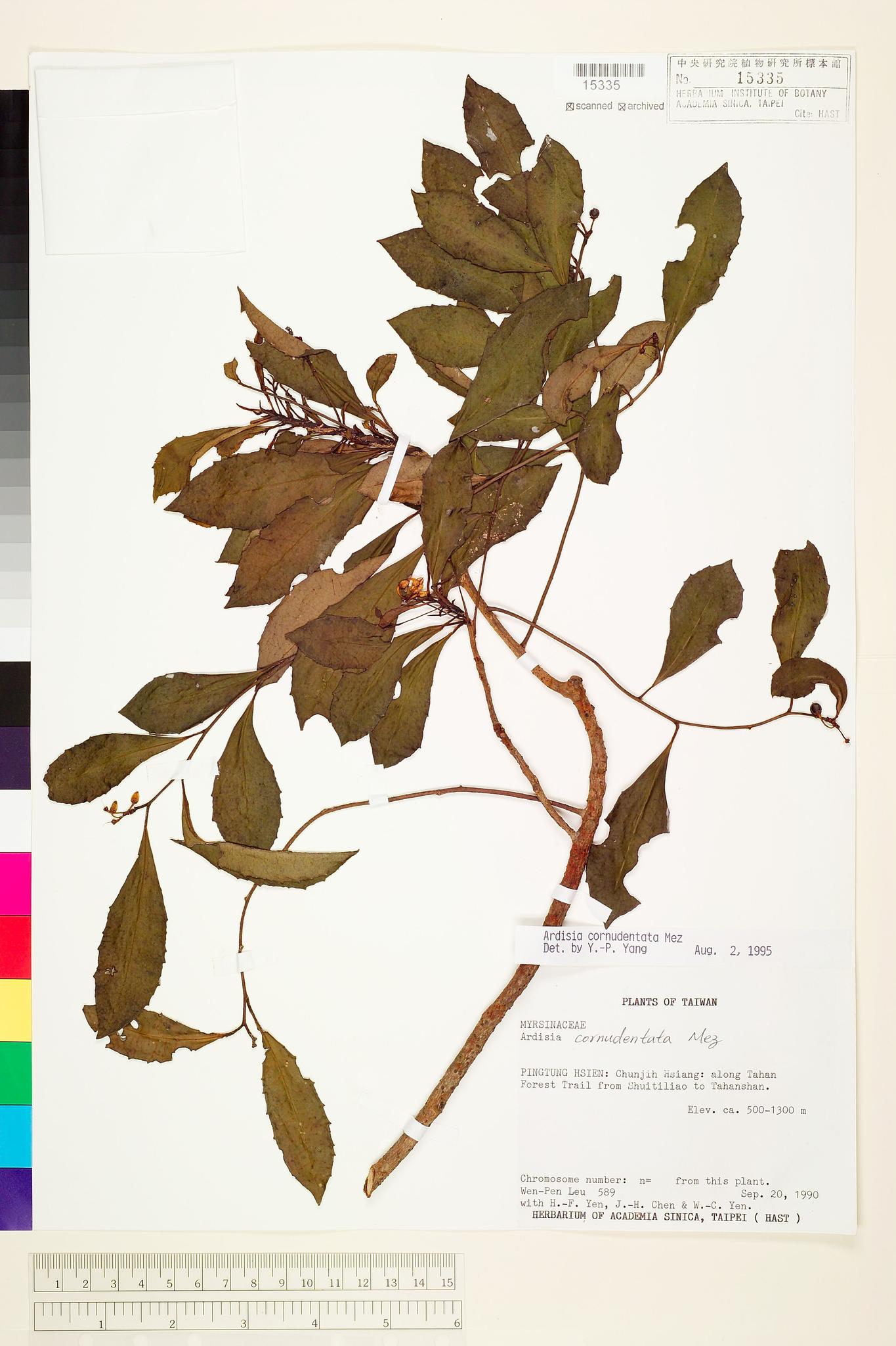 Sample image for viewer