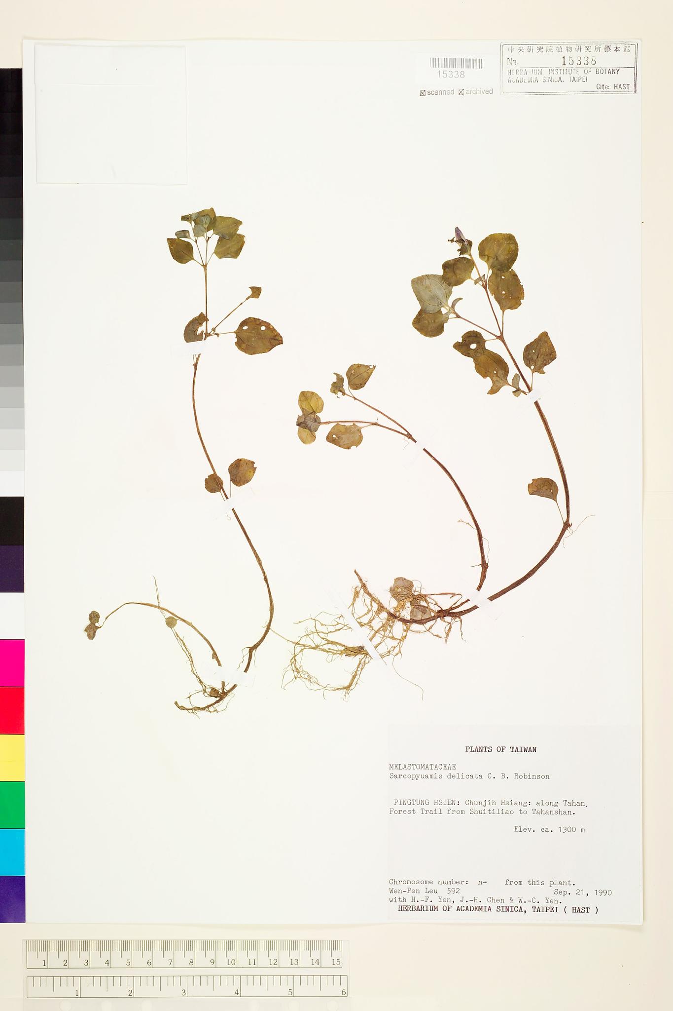 Sample image for viewer