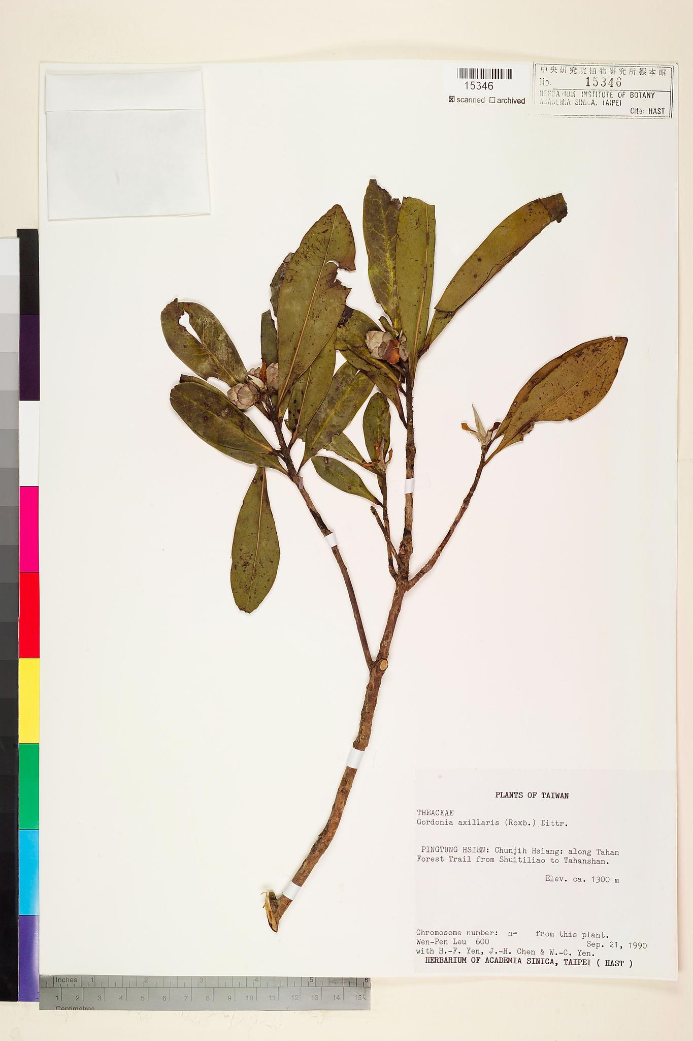 Sample image for viewer