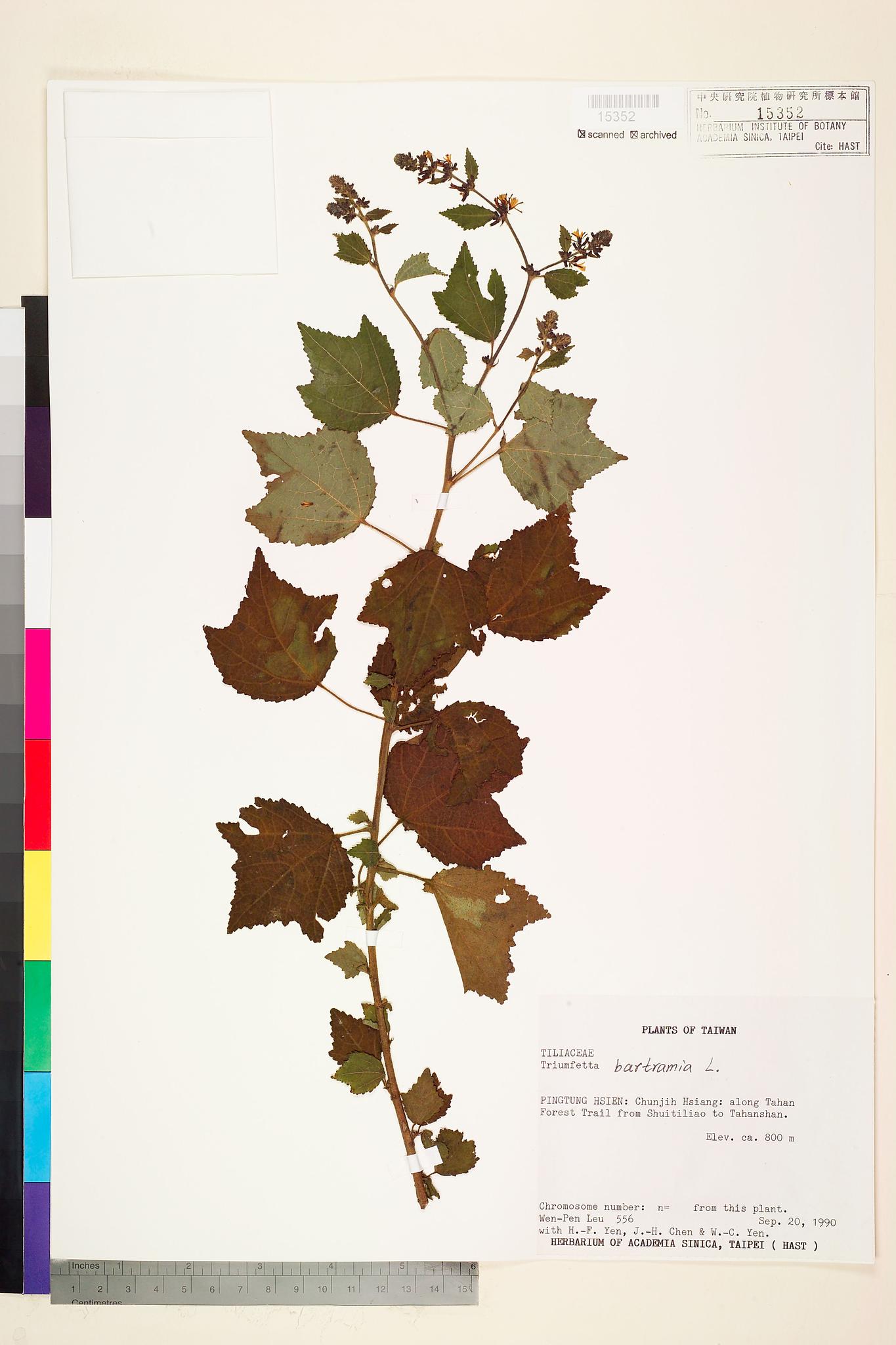 Sample image for viewer