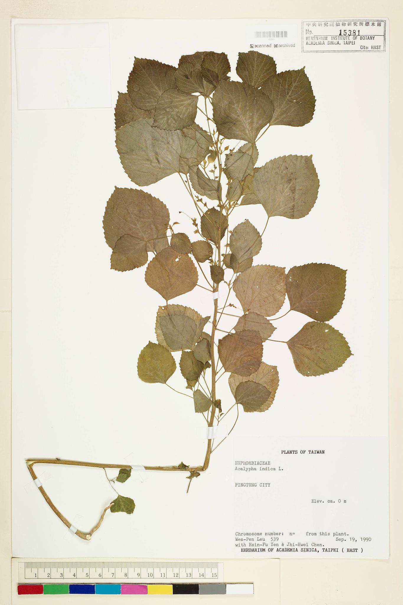 Sample image for viewer