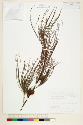 Casuarina fraseriana Miq.