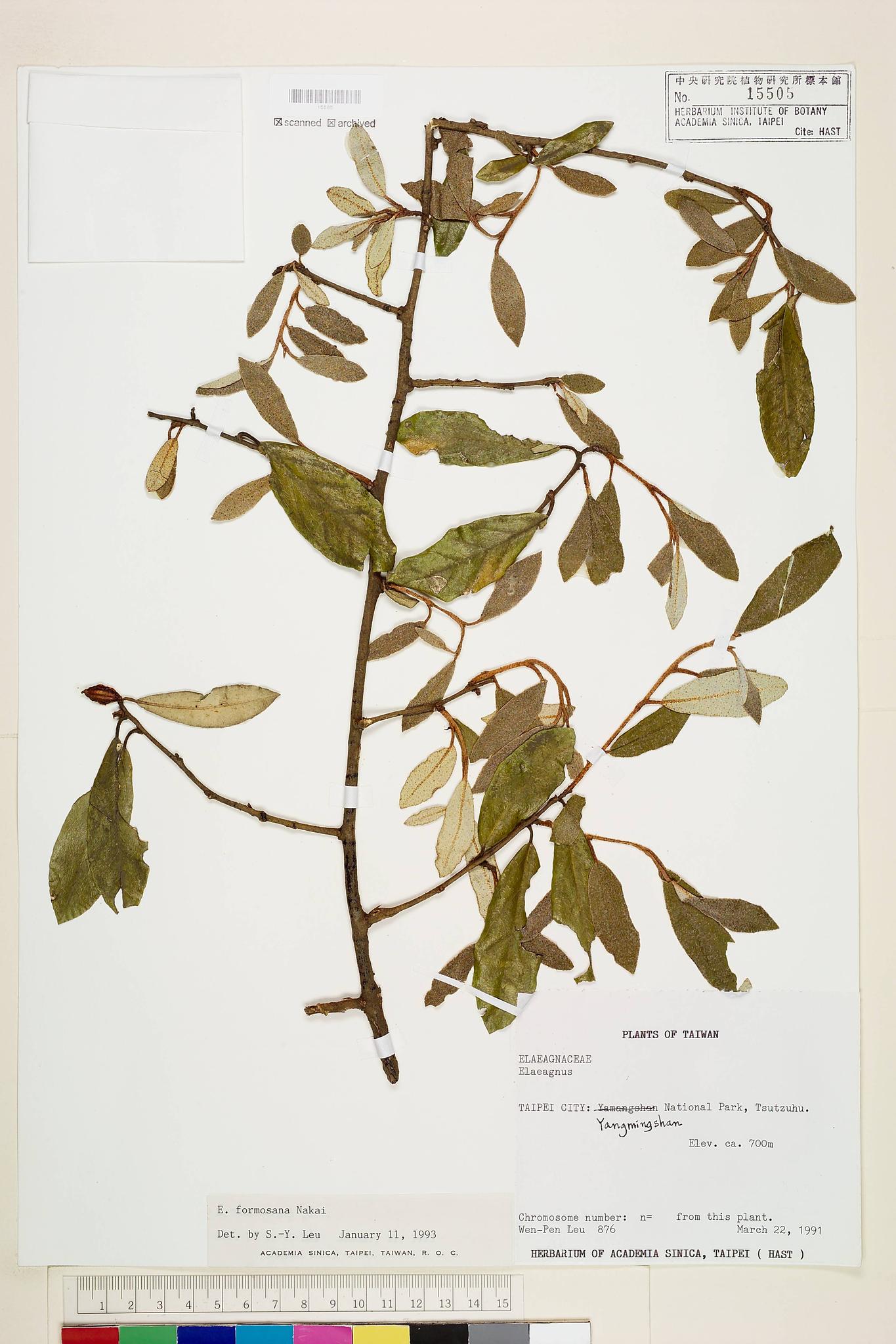 Sample image for viewer